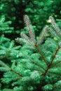 Green spruce branches background Royalty Free Stock Photo