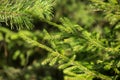 Green spruce branches background