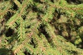 Green spruce branches background. Royalty Free Stock Photo