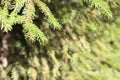 Green spruce branches background. Royalty Free Stock Photo