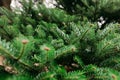 Green spruce branches. background Royalty Free Stock Photo