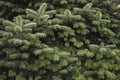 Green spruce branches. Beautiful fir branches with needles. Royalty Free Stock Photo