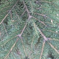 Green spruce branches close. Abstract textural natural background.