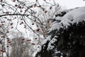 Green spruce branches covered with white snow and red rowan berries covered with white snow. Royalty Free Stock Photo