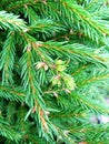 Green spruce branches, needles on branches