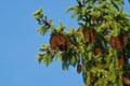 Green spruce, fir with cones and needles against the blue sky. Evergreen coniferous Christmas tree Royalty Free Stock Photo