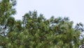 Green spruce, fir with cones and needles against the blue sky. Evergreen coniferous Christmas tree Royalty Free Stock Photo