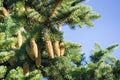 Green spruce, fir with cones and needles against the blue sky. Evergreen coniferous Christmas tree Royalty Free Stock Photo