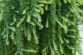 Green spruce groving in the garden outdoors Royalty Free Stock Photo