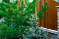 Green spruce grows near a wooden fence