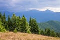 Green spruce high in the mountains in stormy weather_