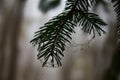 Spruce needles with web and dew drops close up Royalty Free Stock Photo