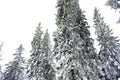 Green spruce pine trees covered in snow in winter forest in mountains,nature,in village rural Royalty Free Stock Photo