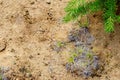 Green spruce small branch of a young spruce on the background of sandy soil. Royalty Free Stock Photo