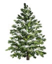 Green spruce with snow. Christmas tree with frost. Realistic pine tree