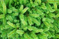 green spruce texture
