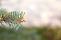 Green spruce tree branch with buds Royalty Free Stock Photo