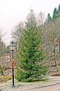 Green spruce tree with christmas lights