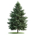 Green Spruce Tree, Isolated. A Design Element For Landscaping And Forestry Projects Royalty Free Stock Photo