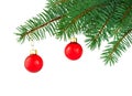 Green spruce tree and red shiny baubles. Merry Christmas and Happy New Year. Isolated branch and two holiday toys Royalty Free Stock Photo