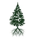Green Spruce Tree with Roots. Vector illustration and Icon. Evergreen Tree Royalty Free Stock Photo