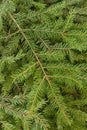 Green spruce tree twigs background