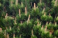 Green spruce young shoots and cones