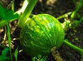 Green squash ripening on vine