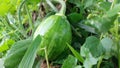 green squash small in the vegetable garden in summer