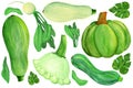 Green squashes and radish on white isolated background. Watercolor green vegetable set.