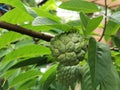 Green Srikaya fruit on the backyard garden plant