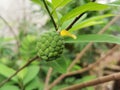 Green Srikaya fruit on the backyard garden plant