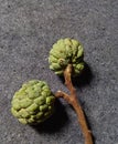 green srikaya fruit on a gray background