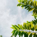 Green srikaya fruit leaves refresh against a background of white clouds above the blue sky