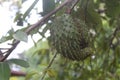 Green srikaya fruit on the tree for juice