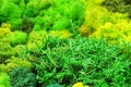 Green stabilized moss for ecological interior design close up Royalty Free Stock Photo