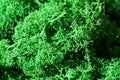 Green stabilized moss for ecological interior design close up, macro photography Royalty Free Stock Photo