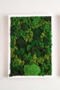 green stabilized moss for ecological interior design close-up, vertical gardening Royalty Free Stock Photo