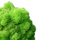 Green stabilized moss texture for background close up Royalty Free Stock Photo