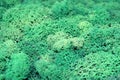 Green stabilized moss texture for background close up Royalty Free Stock Photo