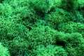 Green stabilized moss texture for background close up Royalty Free Stock Photo