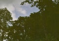 Green stagnant water. Reflection of trees and sky on the water. Water is like a mirror. Stagnant green water in the lake Royalty Free Stock Photo