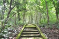 Green staircase to forset