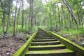 Green staircase to forset