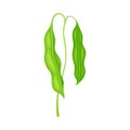 Green Stalk of Flowering Bean Plant with Hanging Pod as Vegetable Crop Vector Illustration