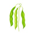 Green Stalk of Flowering Bean Plant with Hanging Pod as Vegetable Crop Vector Illustration