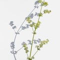 Green stalk of a Galium album with small white flowers casts a shadow on a light background. Wild meadow plant close-up isolated