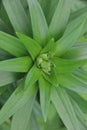 Green stalk with leaves of a Lily flower with lots of buds