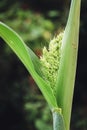 Green stalk of sorghum with young panicle inflorescence Royalty Free Stock Photo