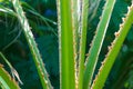 Green stalks of aloe in nature